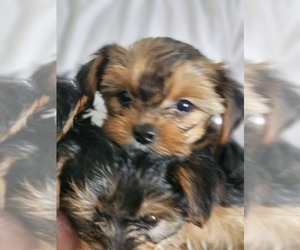 Yorkshire Terrier Puppy for sale in SALEM, OR, USA