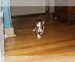 Small Photo #2 American Bully Puppy For Sale in IUKA, MS, USA