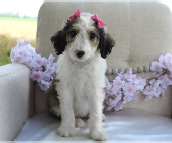 Medium Photo #1 Bordoodle Puppy For Sale in GREENWICH, OH, USA