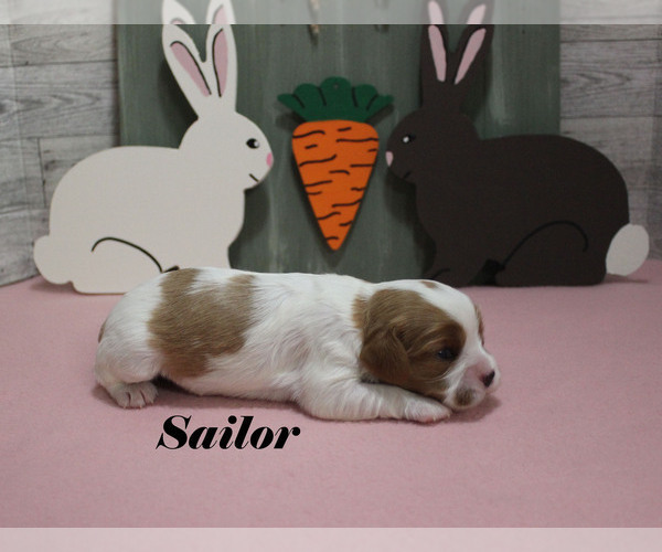 Medium Photo #11 Cavalier King Charles Spaniel Puppy For Sale in CHANUTE, KS, USA