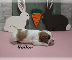 Small #10 Cavalier King Charles Spaniel