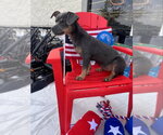 Small Photo #2 Chihuahua-Unknown Mix Puppy For Sale in Rocky Mount, NC, USA