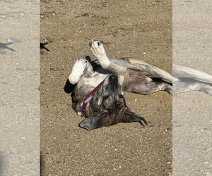 Marley - Female Great Pyrenees-Mastiff Mix Dog for Adoption - Photo #3