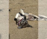 Small Photo #3 Great Pyrenees-Mastiff Mix Puppy For Sale in Tabernash, CO, USA
