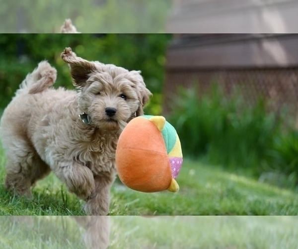 Medium Photo #6 Goldendoodle Puppy For Sale in FREMONT, CA, USA