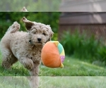 Small Photo #6 Goldendoodle Puppy For Sale in FREMONT, CA, USA