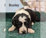 Small Photo #10 Sheepadoodle Puppy For Sale in SEAMAN, OH, USA
