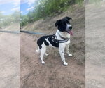 Small #3 Border Collie-Colonial Cocker Spaniel Mix