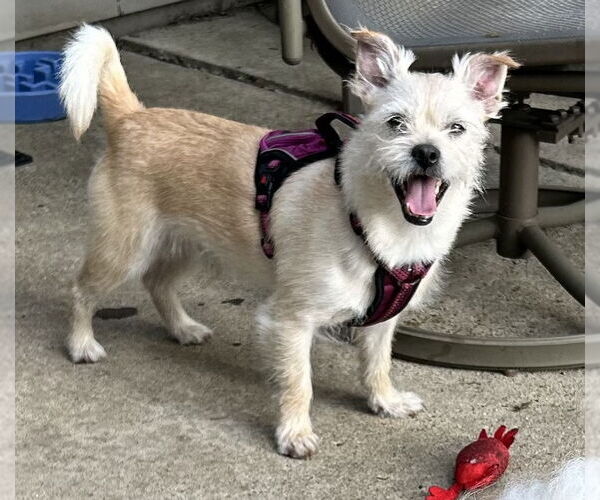 Medium Photo #5 Toxirn Puppy For Sale in Westmont, IL, USA