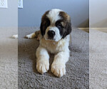 Small Photo #3 Saint Bernard Puppy For Sale in PALM COAST, FL, USA
