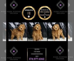 Goldendoodle (Miniature) Puppy for sale in WARSAW, IN, USA