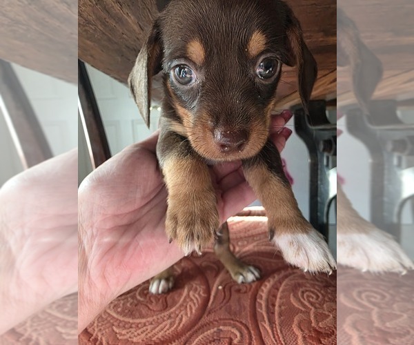Medium Photo #3 Dachshund-Shorkie Tzu Mix Puppy For Sale in WILMINGTON, NC, USA