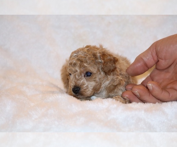 Medium Photo #12 Poodle (Toy) Puppy For Sale in DYERSBURG, TN, USA
