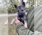 Small #13 Czech Wolfdog-German Shepherd Dog Mix