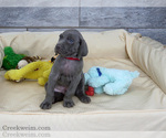 Small Photo #1 Weimaraner Puppy For Sale in OGDEN, UT, USA
