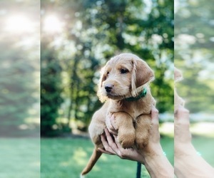 Labrador Retriever-Poodle (Toy) Mix Puppy for sale in STEVENS, PA, USA