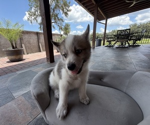 Pomsky Puppy for sale in WEBSTER, FL, USA