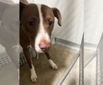 Small #1 American Staffordshire Terrier Mix