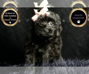 Medium Morkie