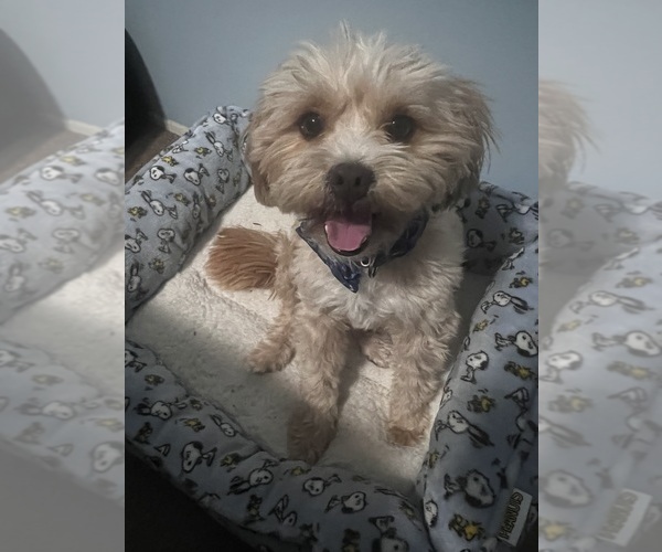 Medium Photo #1 Havamalt Puppy For Sale in COVINA, CA, USA