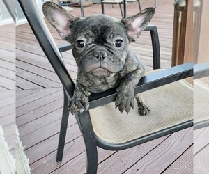 French Bulldog Puppy for sale in SANTA CLARITA, CA, USA