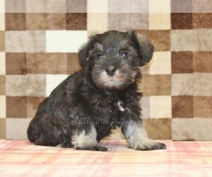 Schnauzer (Miniature) Puppy for sale in DENVER, PA, USA