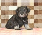 Small Schnauzer (Miniature)