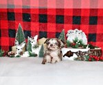 Small Photo #56 Chihuahua Puppy For Sale in CHARLESTON, AR, USA