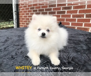 Pomeranian Puppy for sale in DAWSONVILLE, GA, USA