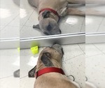 Small #3 Mastiff Mix
