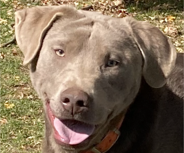Medium Photo #1 Labrador Retriever Puppy For Sale in DELEVAN, NY, USA