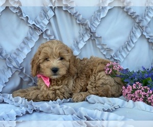 Goldendoodle Puppy for sale in LANCASTER, PA, USA