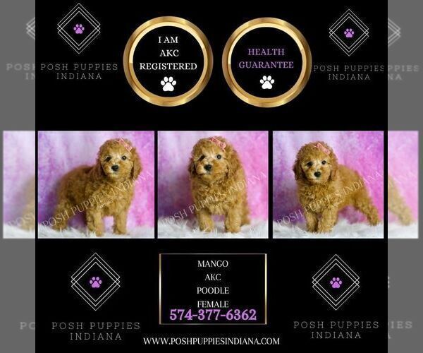 Medium Photo #2 Poodle (Toy) Puppy For Sale in WARSAW, IN, USA