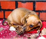 Small Photo #29 Dachshund Puppy For Sale in WAKARUSA, IN, USA