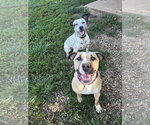 Small #4 American Staffordshire Terrier Mix