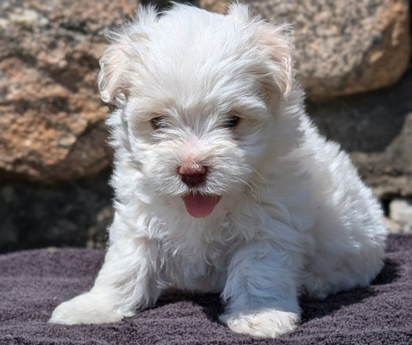Medium Photo #10 Havanese Puppy For Sale in GOSHEN, IN, USA
