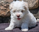 Small #9 Havanese