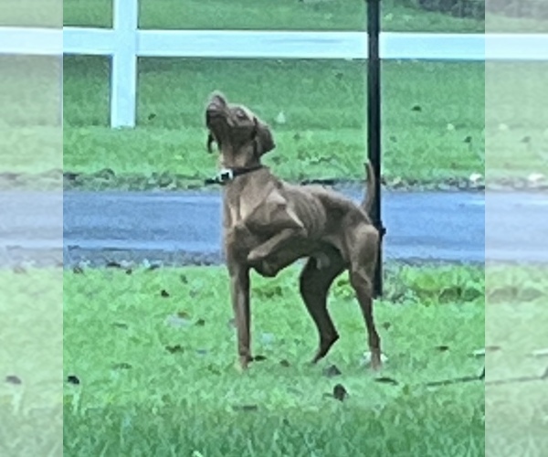 Medium Photo #1 Vizsla Puppy For Sale in FAIRVIEW HEIGHTS, IL, USA