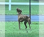 Small Photo #1 Vizsla Puppy For Sale in FAIRVIEW HEIGHTS, IL, USA