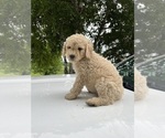 Small #6 Poodle (Standard)