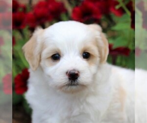 Maltipoo Puppy for sale in SUNBURY, PA, USA