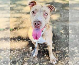 American Pit Bull Terrier-Labrador Retriever Mix Dogs for adoption in Santa Barbara, CA, USA