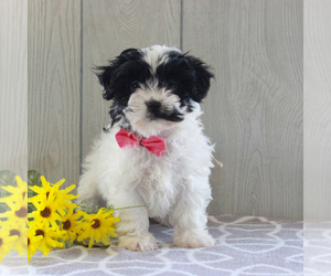 Shih-Poo Puppy for sale in GORDONVILLE, PA, USA