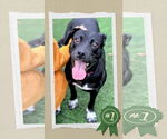 Small Labrador Retriever Mix