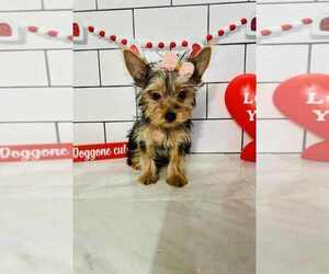 Yorkshire Terrier Puppy for sale in INDIANAPOLIS, IN, USA