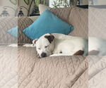 Small #37 Dogo Argentino-Labrador Retriever Mix