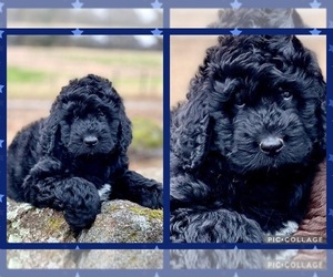 Newfypoo Puppy for sale in SOCIAL CIRCLE, GA, USA