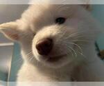 Puppy 5 Samoyed-Siberian Husky Mix