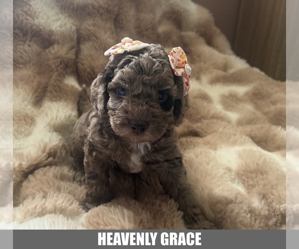Medium Photo #1 Labrador Retriever Puppy For Sale in EVANSVILLE, IN, USA