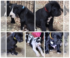 Great Dane Puppy for sale in OLIVE HILL, KY, USA